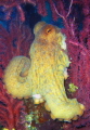   Octopus playing inside sea fans.compact LUMIX FX01. Ile Plane Marseille. fanscompact fans compact FX01 Marseille  
